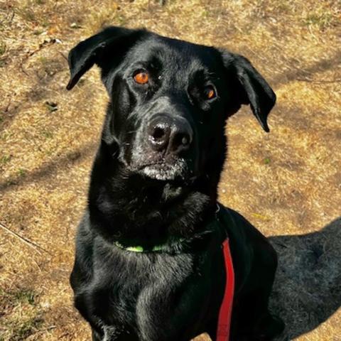 Photo for 152980 [Cosmo]