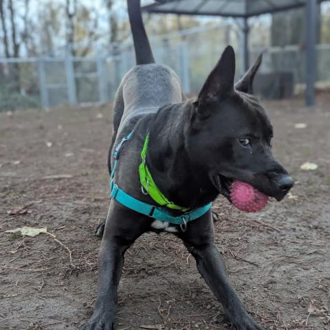 Photo for 152991 [Rocky]