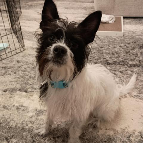 Photo for 153000 [Prince]