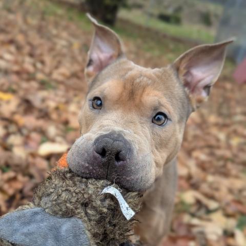 Photo for 153013 [Gravy]