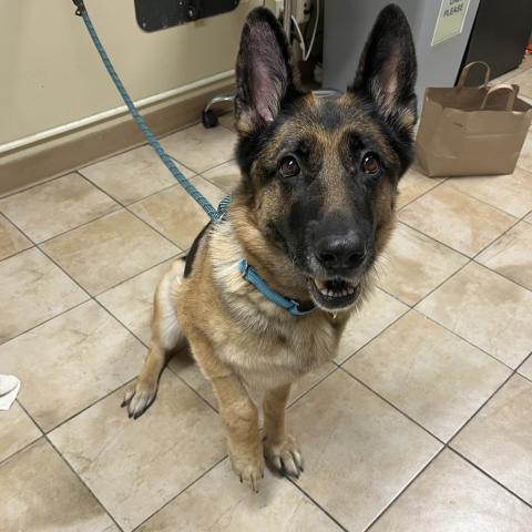 Photo for 153023 [Phoebe]