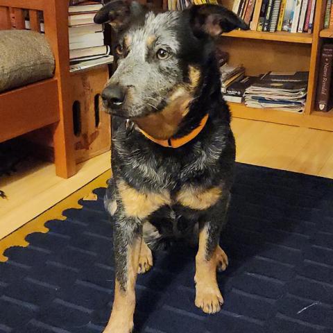 Photo for 153032 [Maris]