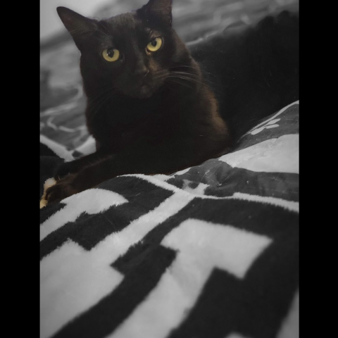 Photo for 153044 [Radish]