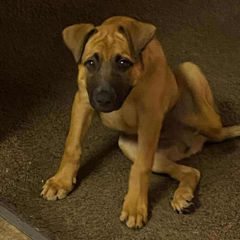 Photo for 153072 [Shark]