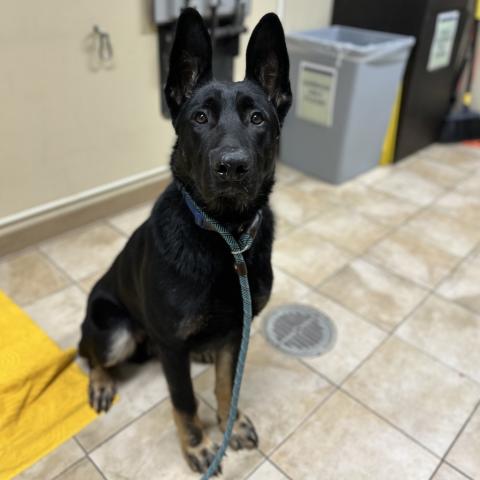 Photo for 153074 [Truffle]