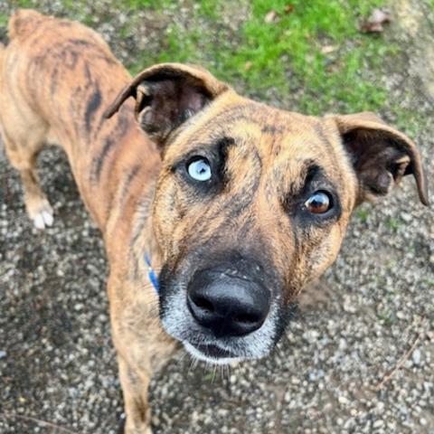 Photo for 153095 [Pecan]