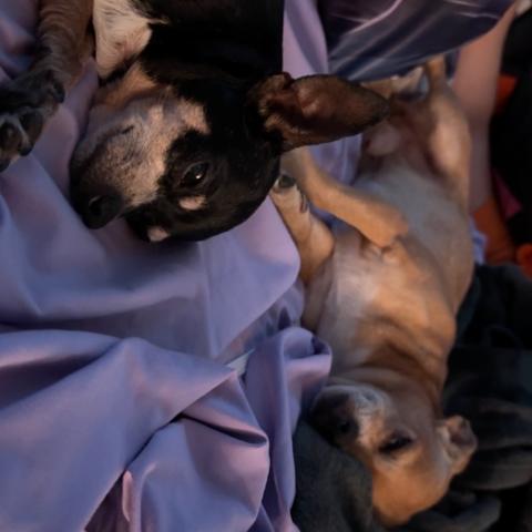 Photo for 153104 [Buttercup ]