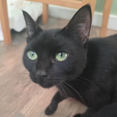 Photo for 153112 [Cordelia]