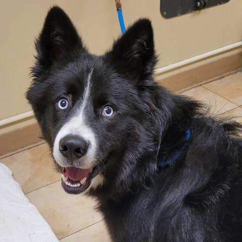 Photo for 153162 [Foliage]