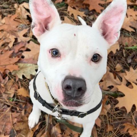 Photo for 153171 [Bubblegum]