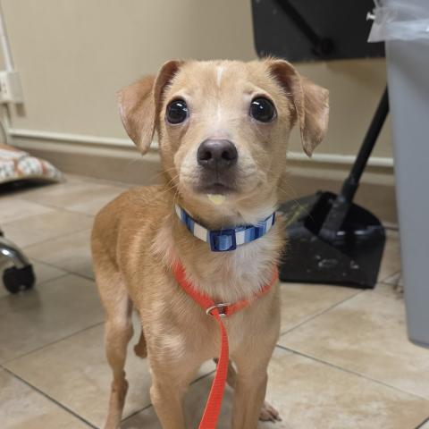 Photo for 153182 [String Bean]