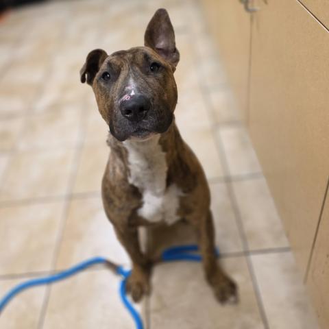 Photo for 153220 [Maximus]