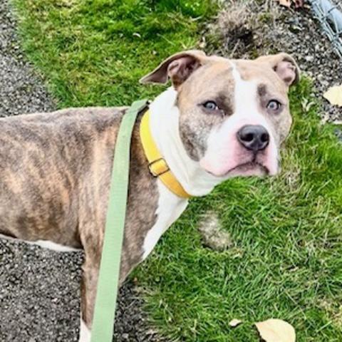 Photo for 153278 [Fifi]