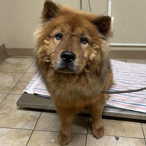 Photo for 153312 [Stuffing]