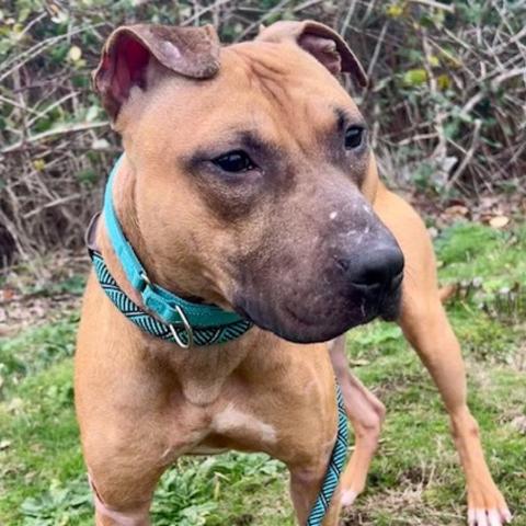 Photo for 153356 [Copper]