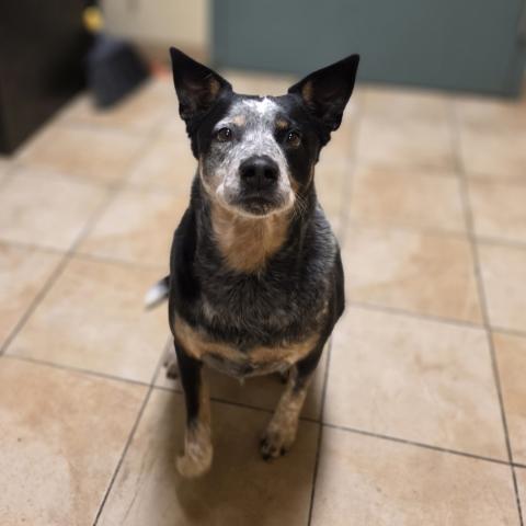 Photo for 153406 [Taffy]