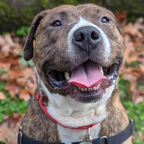 Photo for 153409 [Kermit]