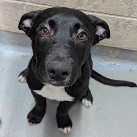 Photo for 153435 [Bowser]