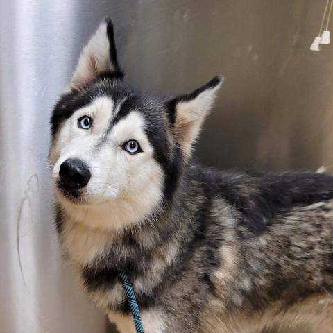 Photo for 153453 [Robin]