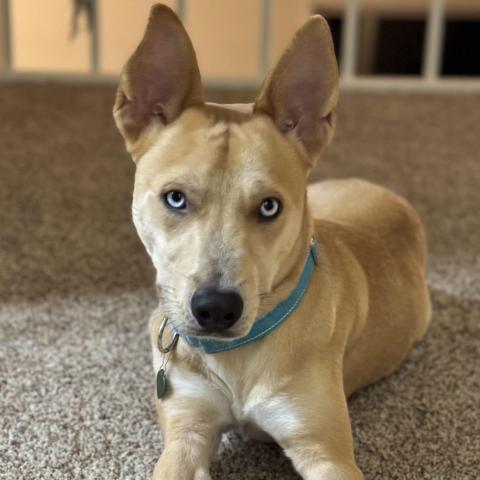 Photo for 153504 [Nougat]