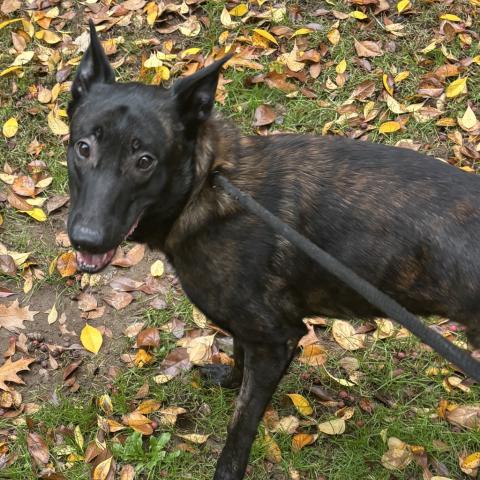 Photo for 153507 [Ronan]