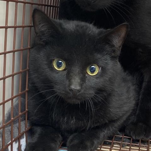 Photo for 153522 [Magic]