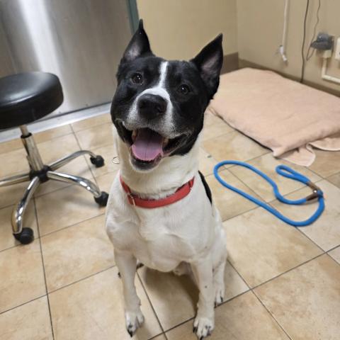 Photo for 153533 [Wishbone]