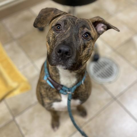 Photo for 153692 [Stella]