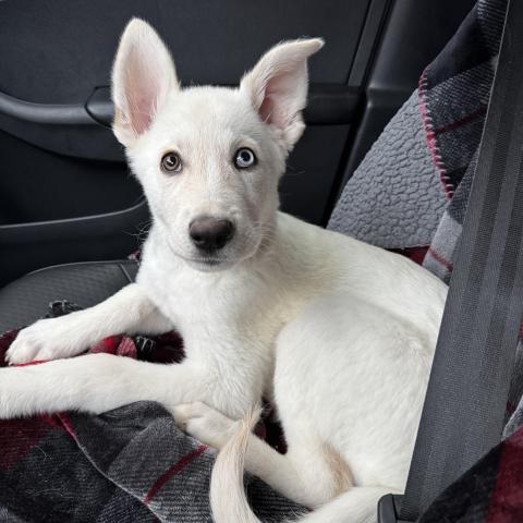 Photo for 153778 [Todoroki ( Roki )]