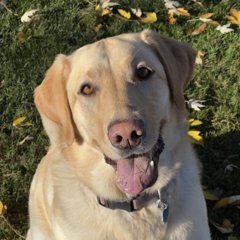 Photo for 153792 [Moose]