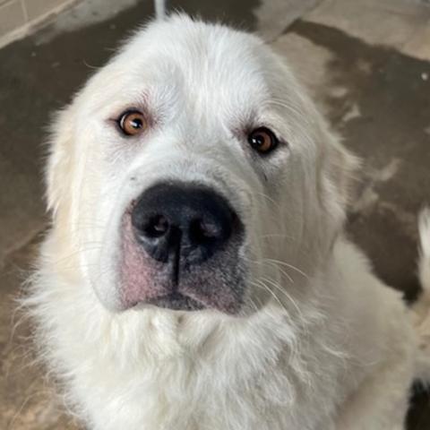 Photo for 153973 [Polar Express]