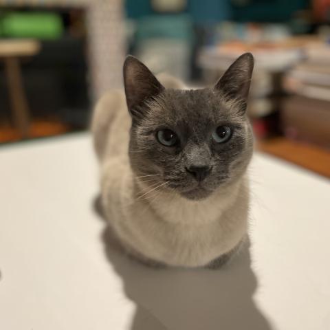 Photo for 154000 [Mosh Vitka]