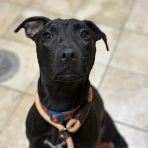 Photo for 154026 [Timbit]