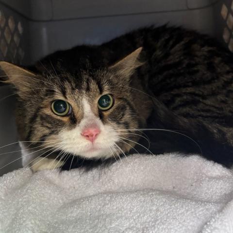 Photo for 154054 [Milo]