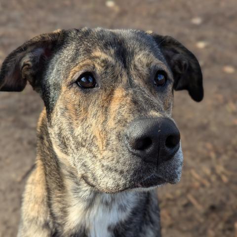 Photo for 154070 [Graham Cracker]