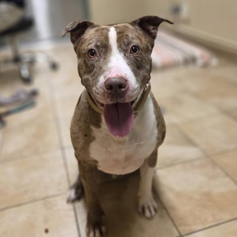 Photo for 154072 [Duke]