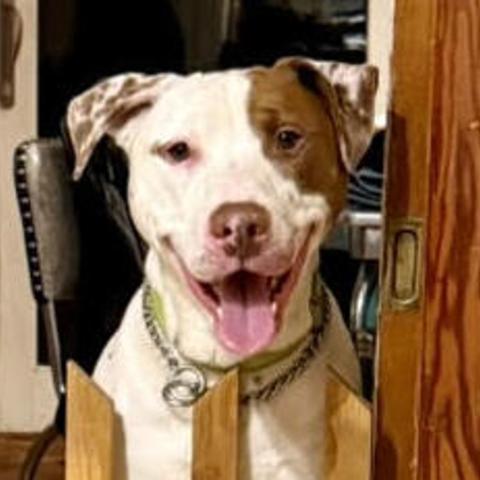 Photo for 154087 [Bean (cornucopia)]