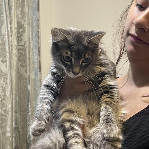 Photo for 154092 [Chappo]