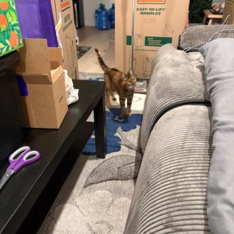 Photo for 154094 [Lucy]