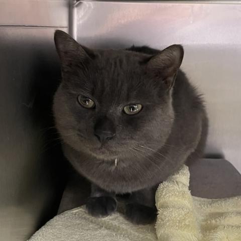 Photo for 154098 [Kris Kringle]