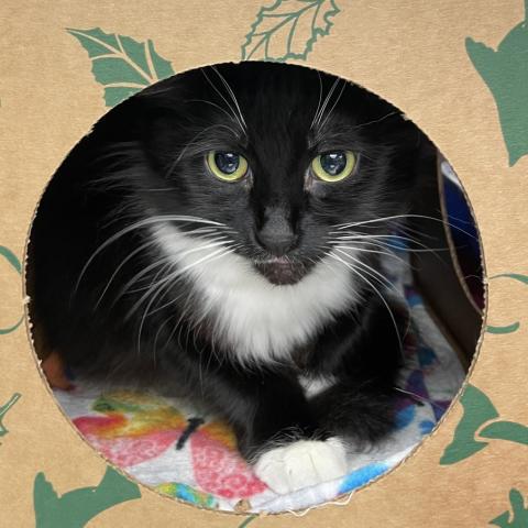 Photo for 154104 [Candy Cane]