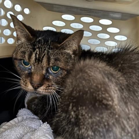 Photo for 154106 [Mrs. Claus]