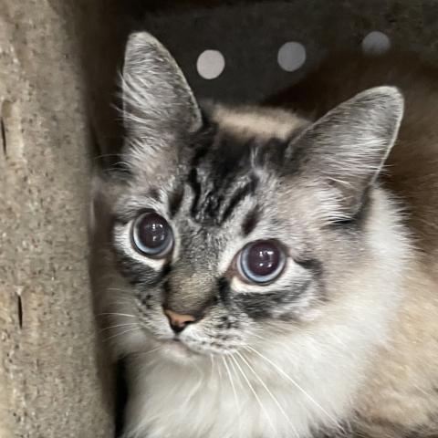 Photo for 154108 [Holly]