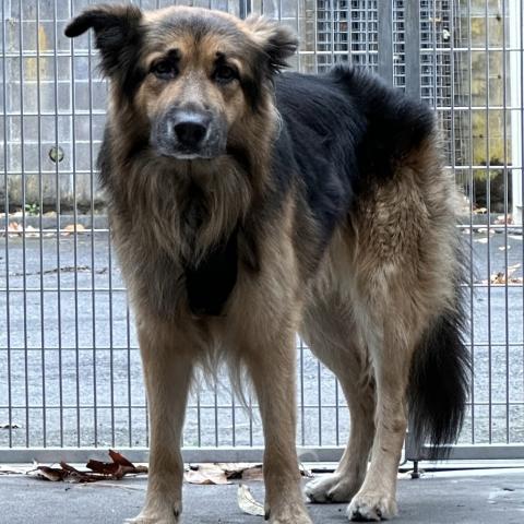 Photo for 154115 [Mischa]