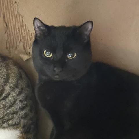 Photo for 154117 [Tiny Tim]