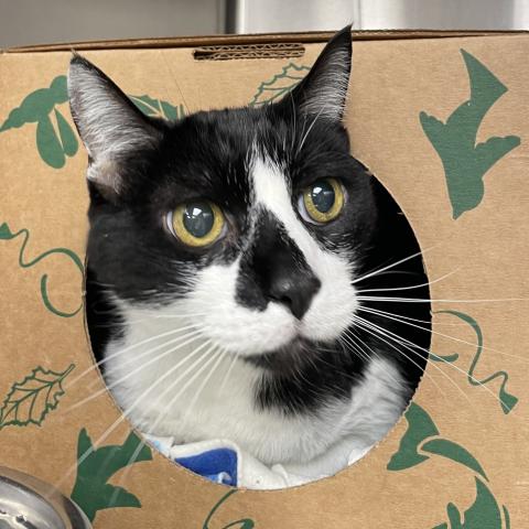 Photo for 154128 [Eggnog]