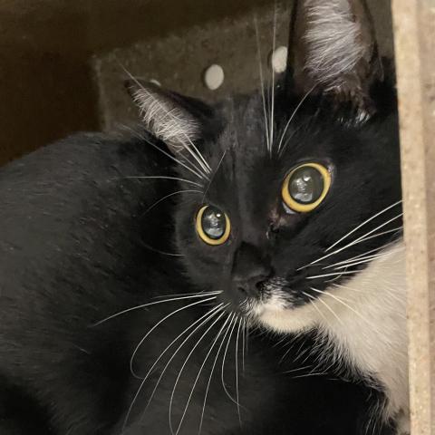 Photo for 154132 [Sugarplum]