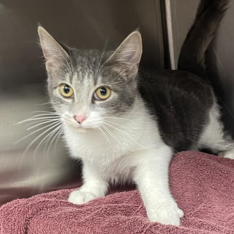 Photo for 154134 [Peppermint Patty]