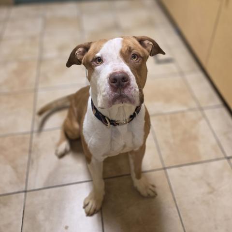 Photo for 154144 [Gingerbread Man]