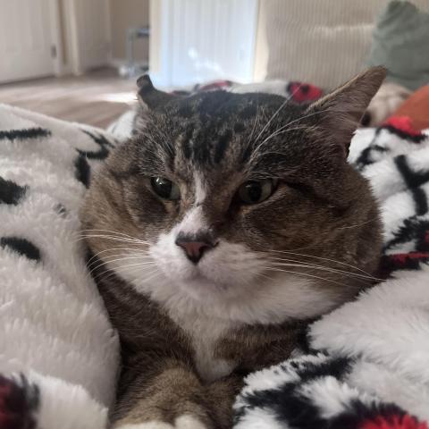 Photo for 154171 [Grumpy ]